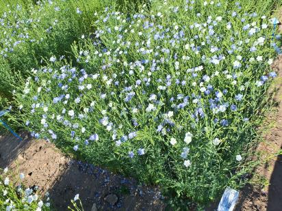 Click for 1 image(s) for this accession.